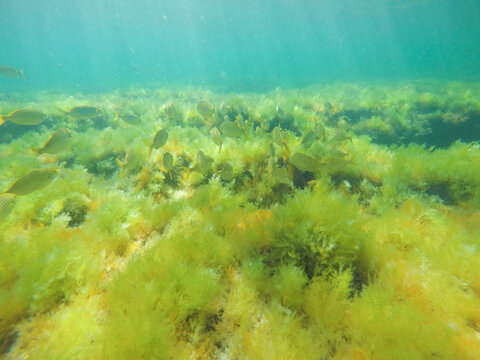 Sarpa salpa fishes in sea