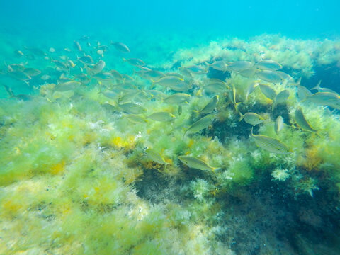 Sarpa salpa fishes in sea