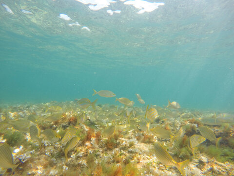Sarpa salpa fishes in sea