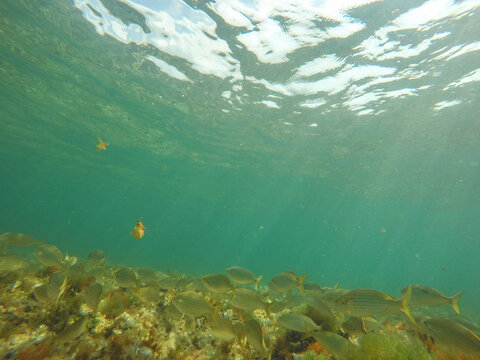 Sarpa salpa fishes in sea