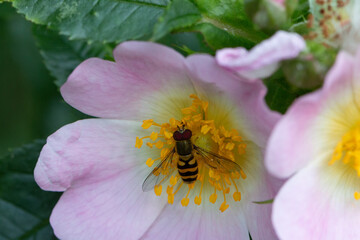 fly