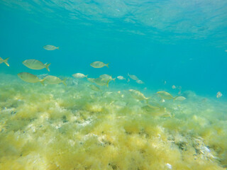 Sarpa salpa fishes in sea