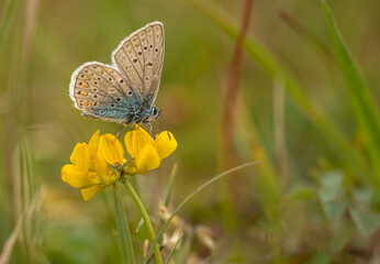 Bläuling auf gelber Blüte