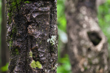 tree trunk texture with green moss