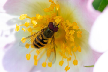 fly