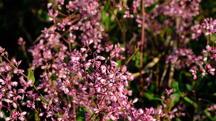 Fototapeta premium Defocused floral background for web design. Bright flowers in a city park