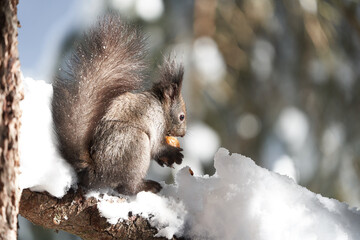 Eurasian brown red Squirrel Sciurus vulgaris Cute Snow Nut