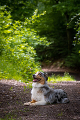 Obraz premium Dog australian shepherd blue merle waiting path on german inner border shallow depth of field