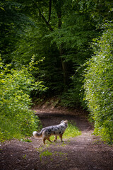 Dog australian shepherd blue merle waiting path on german inner border shallow depth of field dark path