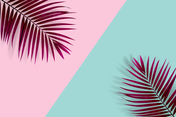 Fototapeta na wymiar top view of tropical palm leaf on blue and pink color background. minimal summer concept. flat lay