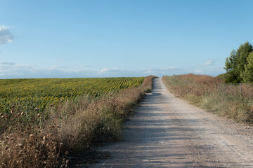 Fototapeta premium Camino de tierra entre cosecha de girasoles antes de su recolección 
