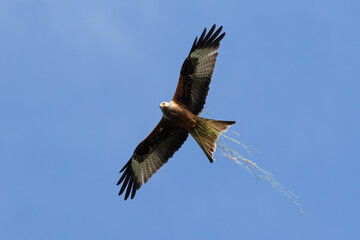 Portrait of a red kite (milvus milvus) in flight with spread wings and carrying grass and blue background in germany retschow mecklenburg vorpommern