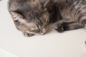 Young cat is sleeping on a white surface. Young pet is resting