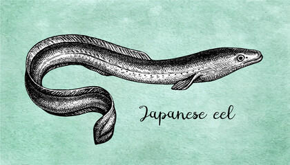 Ink sketch of japanese eel