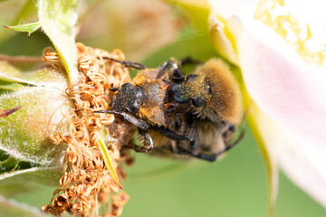 bug beetle