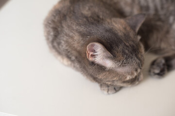 Young cat is sleeping on a white surface. Young pet is resting