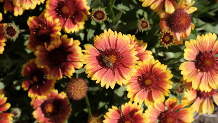 Fototapeta na wymiar Defocused floral background for web design. Bright flowers in a city park
