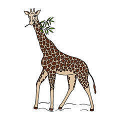 Giraffe. hand-drawn on a white background, vector stock illustration eps10. 
