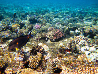 Naklejka na ściany i meble Red sea corals