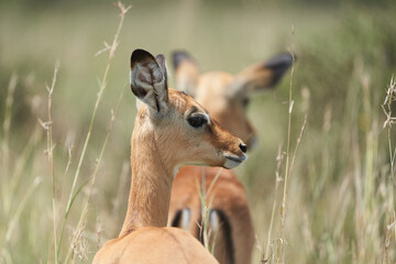 Impala Group Impalas Antelope Portrait Africa Safari