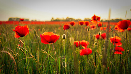 Poppy field near Leipzig