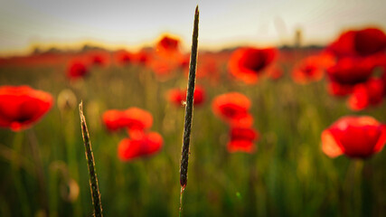 Poppy field near Leipzig