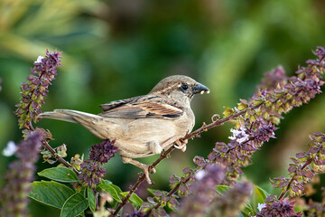 House Sparrow