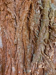 Tree bark in the forest 1