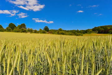 Kornfeld bei Alzenau - Hahnenkamm (Spessart)