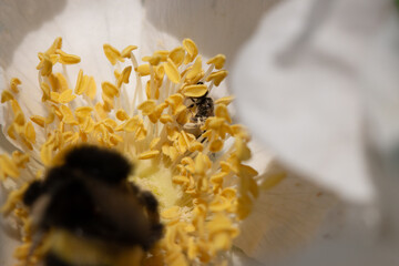 Pollen