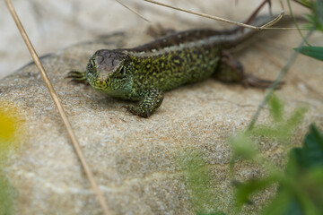 Sand lizard Lacerta agilis Reptile Close up Portrait Clear