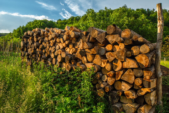Cut columns of trees. The felled trees are used as fuel for the stove in the house. Agriculture.