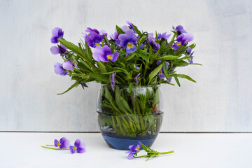 Wild viola flower in a glass vase on white background