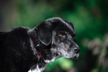 Beautiful portrait of a simple dog in nature.