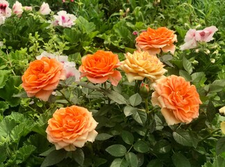 Dwarf orange roses, mini roses in the garden. Closeup roses. Blossom.