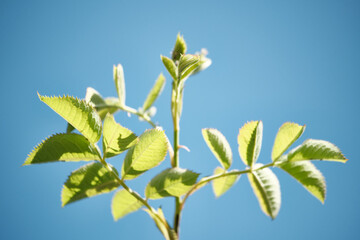 branch of a tree