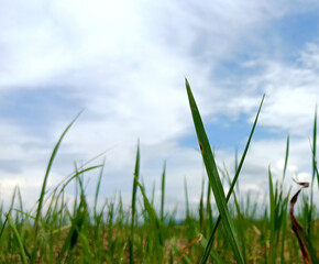 Fototapeta premium Green grass paddy rice field in blue sky after harvest 