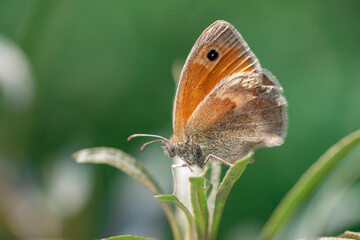 Schmetterling