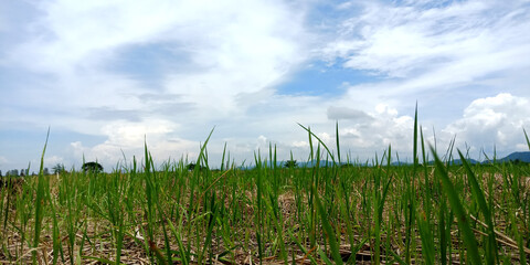 Green grass paddy rice field in blue sky after harvest 