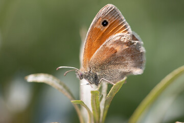 Schmetterling