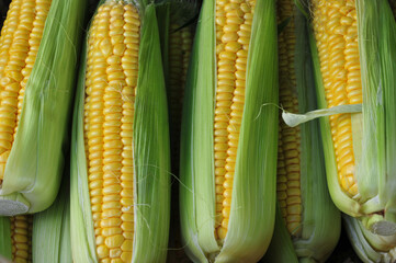 Maize Corn Detail - Maiskolben 