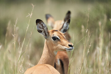 Impala Group Impalas Antelope Portrait Africa Safari