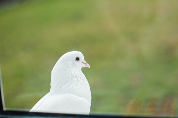 White dove sits on a windowsill outside the window on a background of green grass