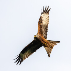 Portrait of a red kite (milvus milvus) in flight with spread wings and grey background in germany retschow mecklenburg vorpommern