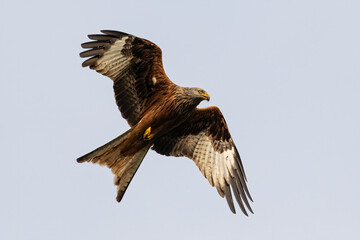 Portrait of a red kite (milvus milvus) in flight with spread wings and grey background in germany retschow mecklenburg vorpommern
