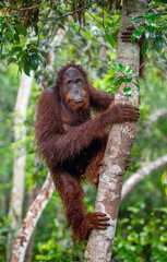Bornean orangutan on the tree under rain in the wild nature. Central Bornean orangutan, scientific name: Pongo pygmaeus wurmbii. Natural habitat. Tropical Rainforest of Borneo. © Uryadnikov Sergey
