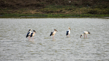 Group of Open bill Stork Bird in Pond