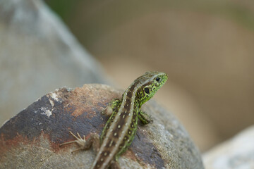 common wall lizard podarcis muralis Reptile Close up Portrait Clear
