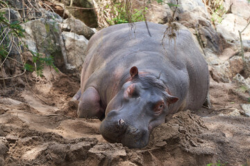 Hippo Hippopotamus amphibious Africa Safari Portrait Water Out open roar