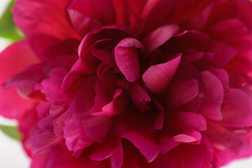 red peony close-up on a white background